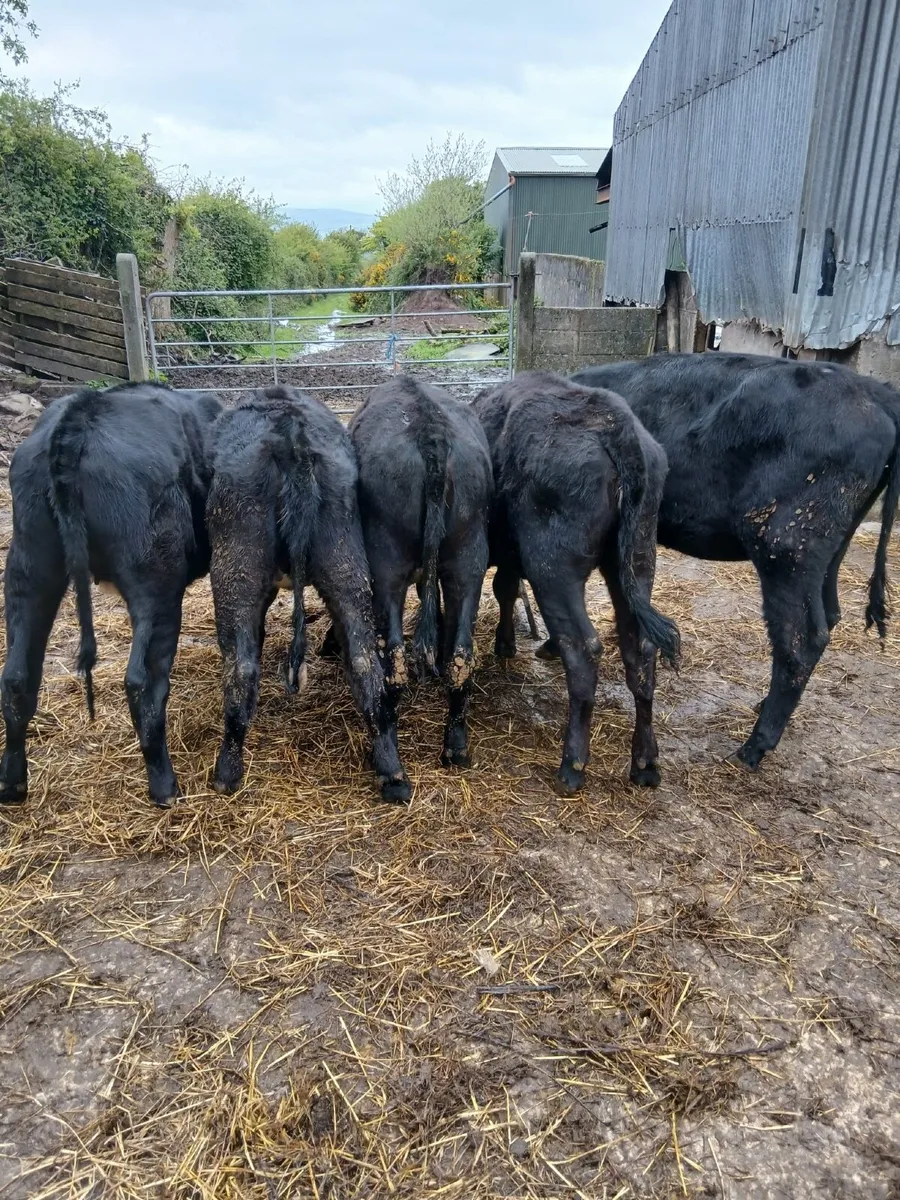 Polly heifers for sale - Image 2