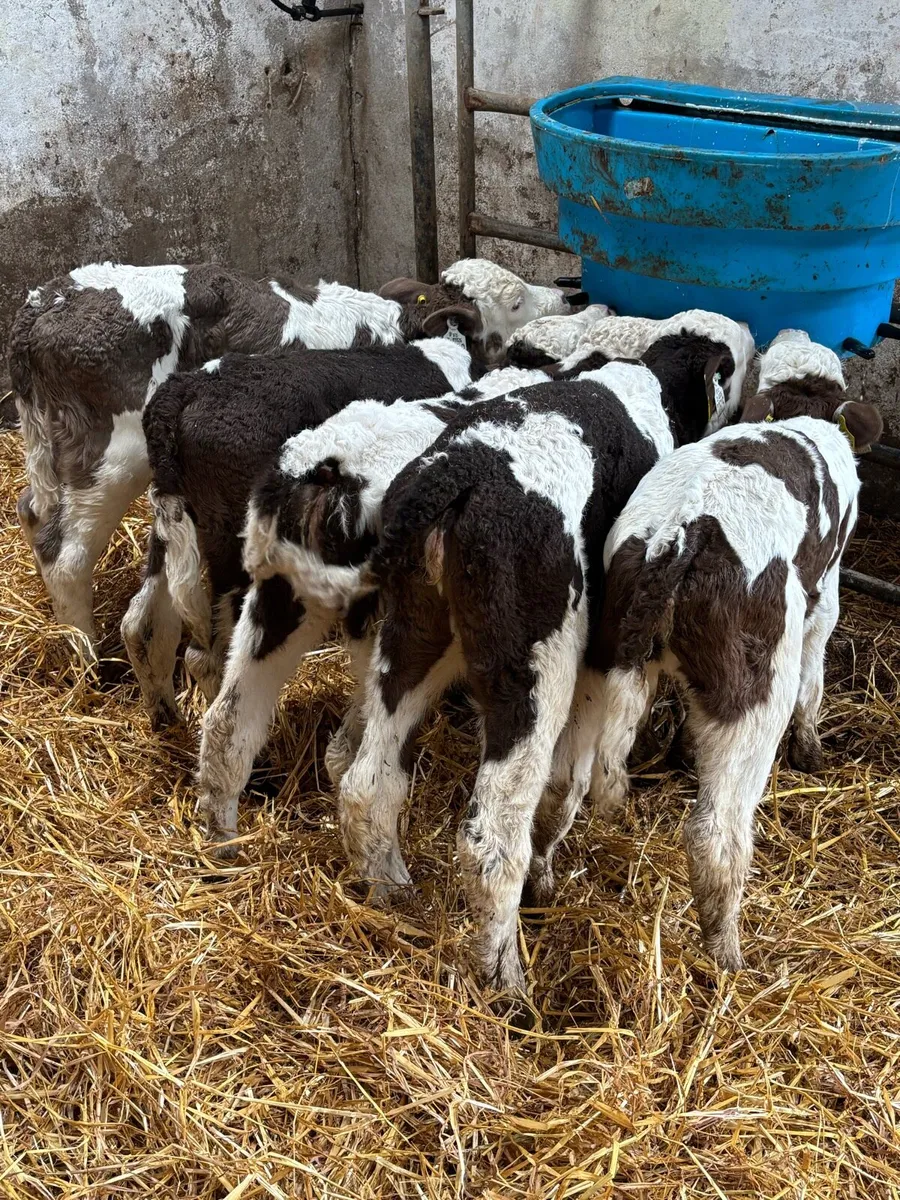 5 smashing Simmental heifers - Image 2