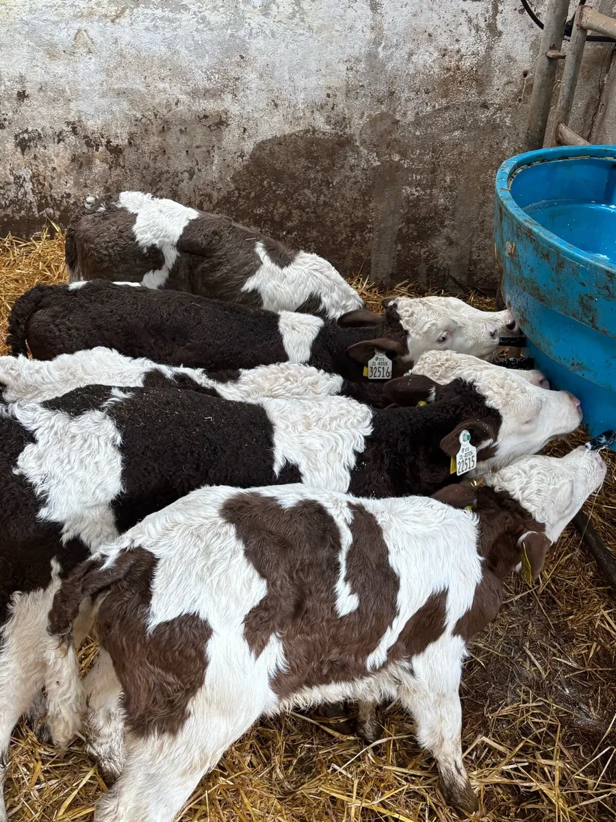 5 smashing Simmental heifers - Image 3