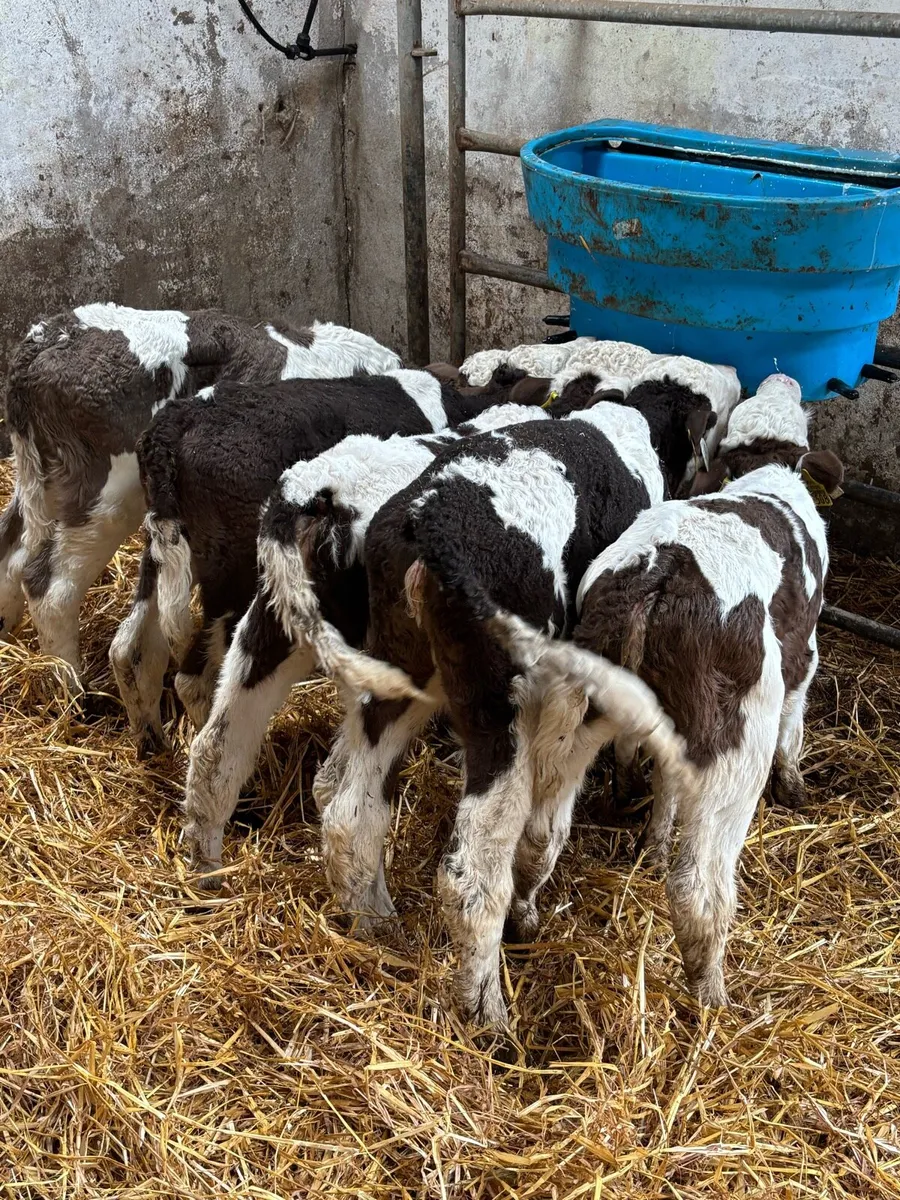 5 smashing Simmental heifers - Image 1