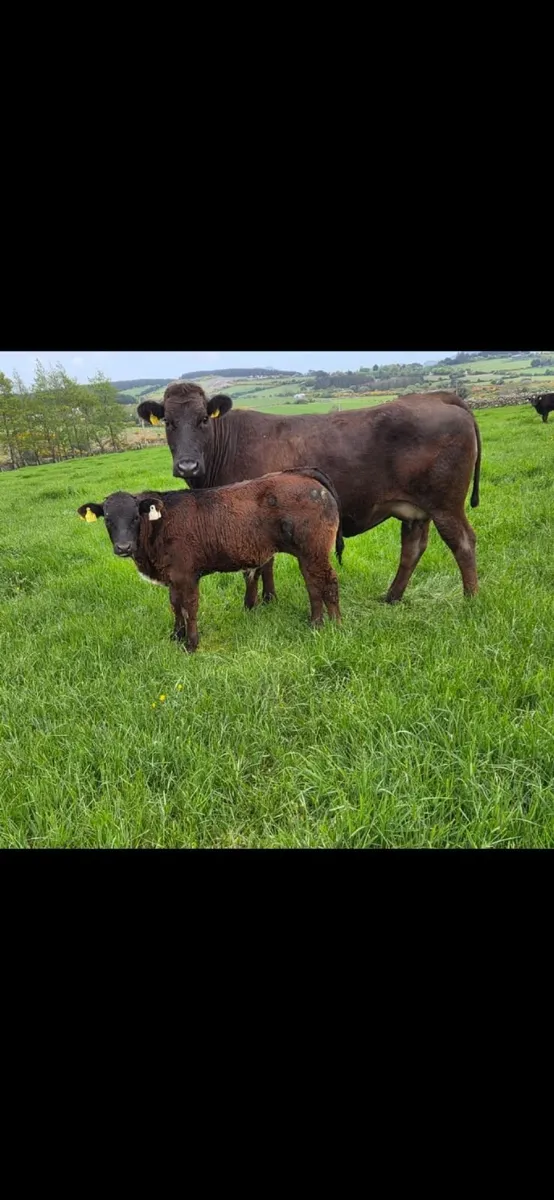 A.I  Bred Sucklers - Image 4