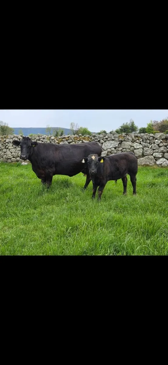 A.I  Bred Sucklers - Image 3