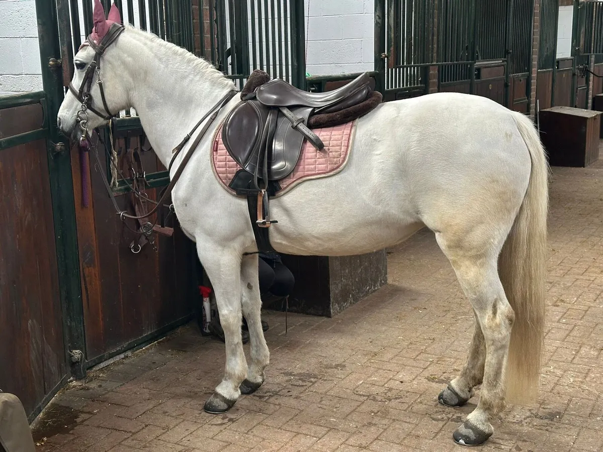 🌟138 SJI pony mare🌟 - Image 2