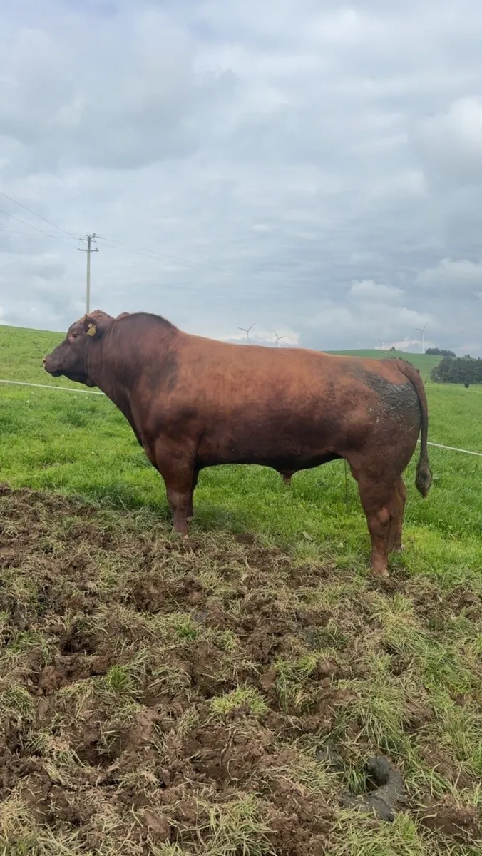 Pedigree Angus Stock Bulls - Image 1