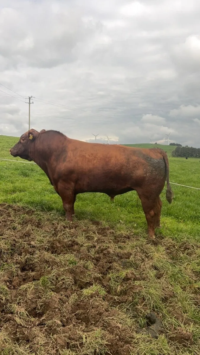 Pedigree Angus Stock Bulls - Image 2
