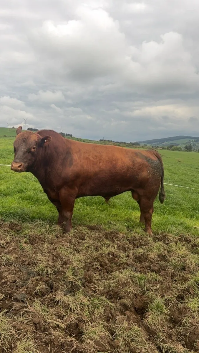 Pedigree Angus Stock Bulls - Image 3