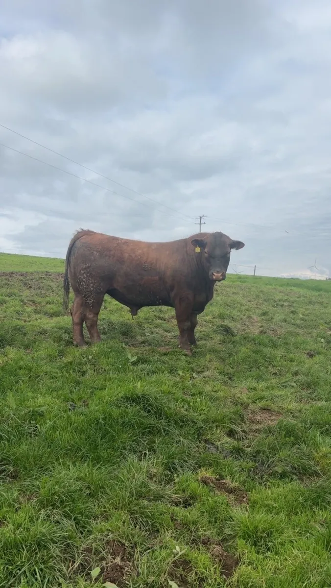 Pedigree Angus Stock Bulls - Image 4