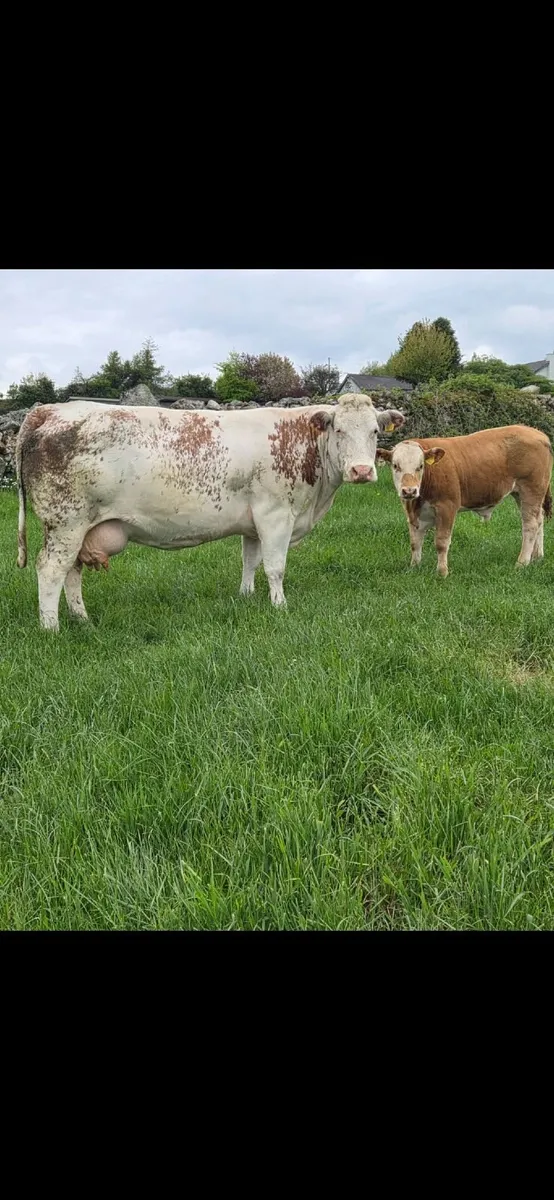 A.I  Bred Sucklers - Image 1
