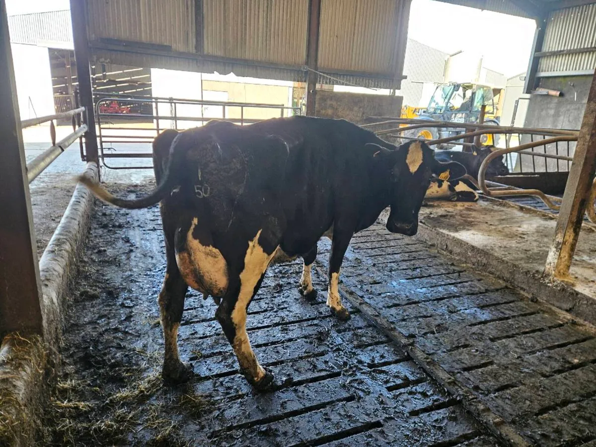 Freshly calved Friesian cow - Image 1