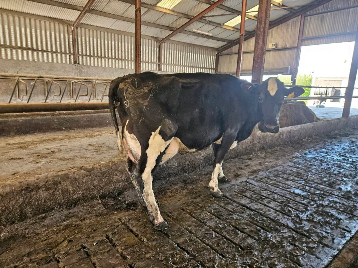 Freshly calved Friesian cow - Image 2