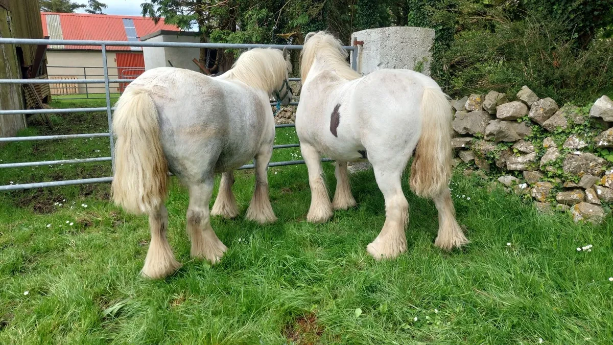 4 Year Old Gelding Ponies - Image 2