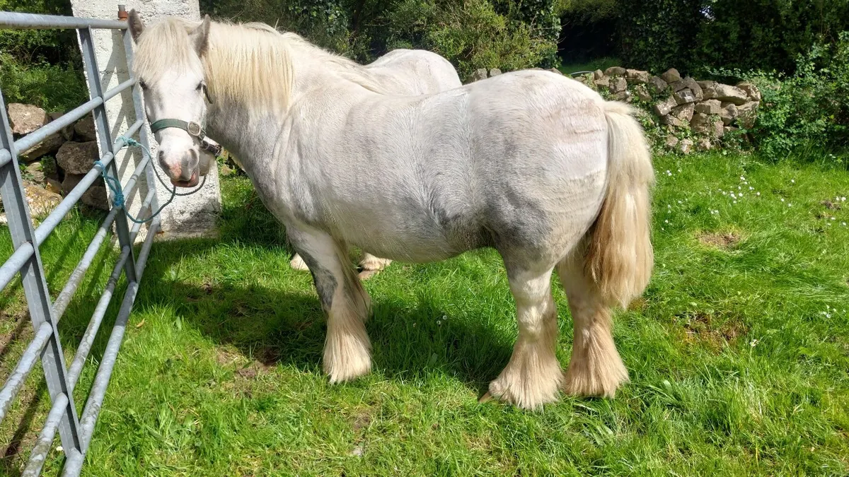 4 Year Old Gelding Ponies - Image 3