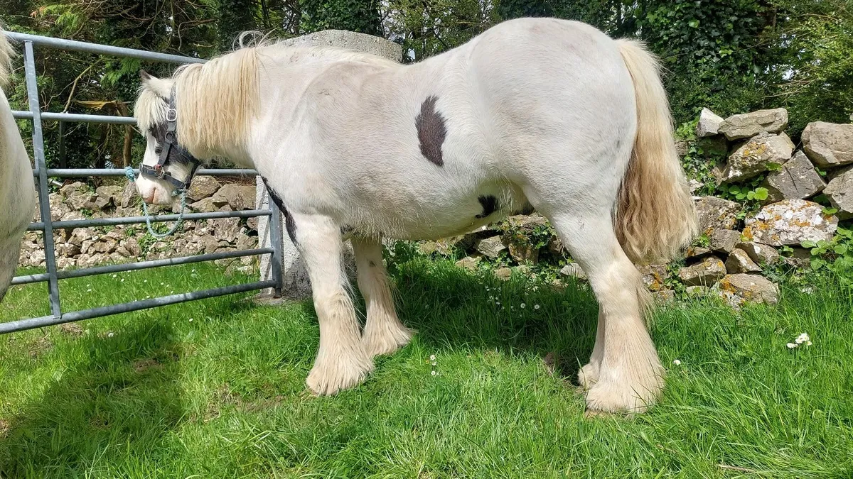 4 Year Old Gelding Ponies - Image 4