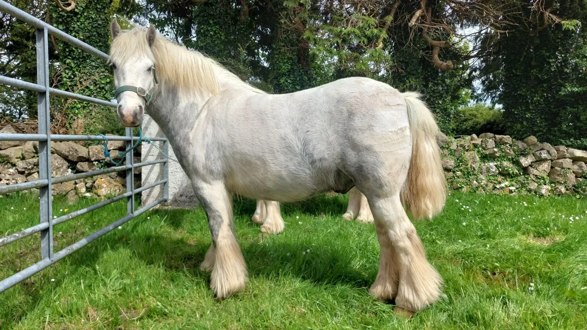 4 Year Old Gelding Ponies - Image 1