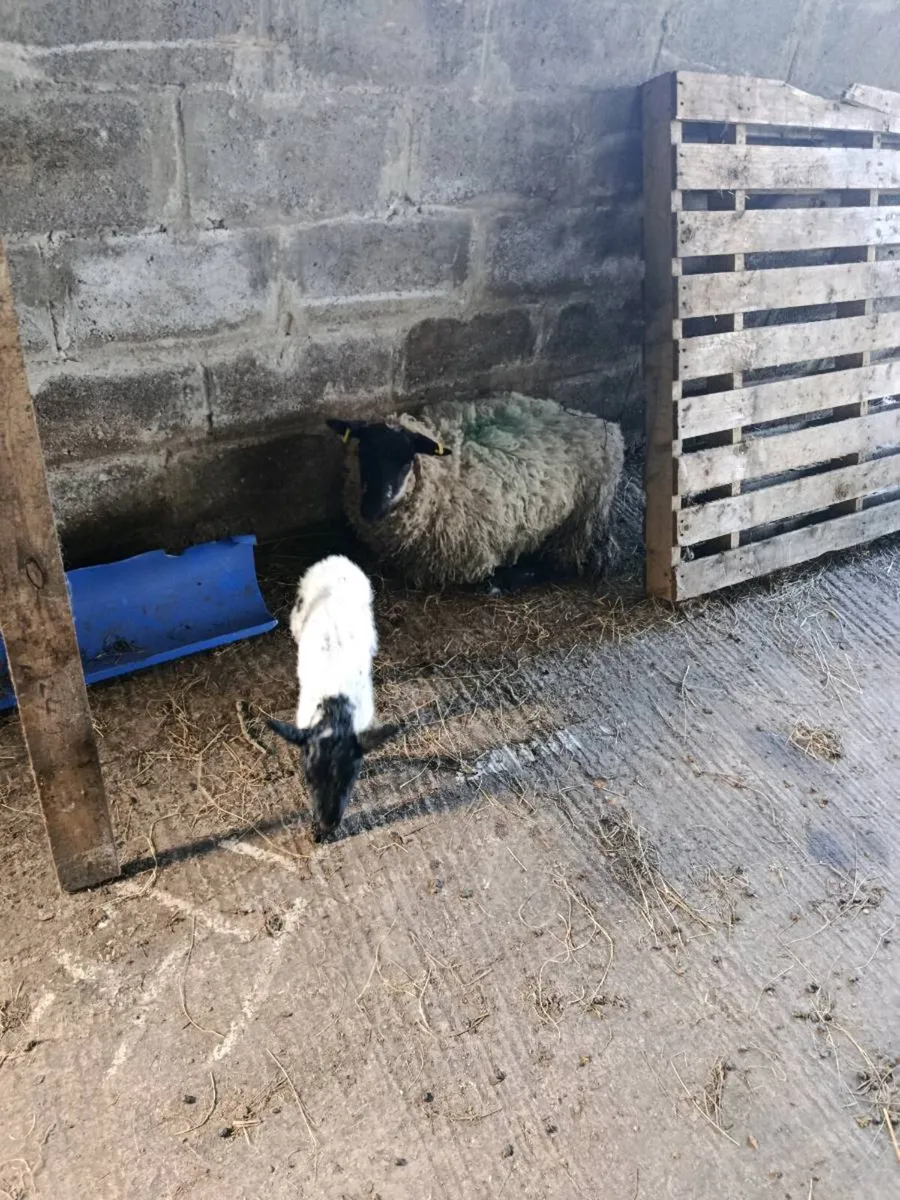 Pet lamb - Image 3