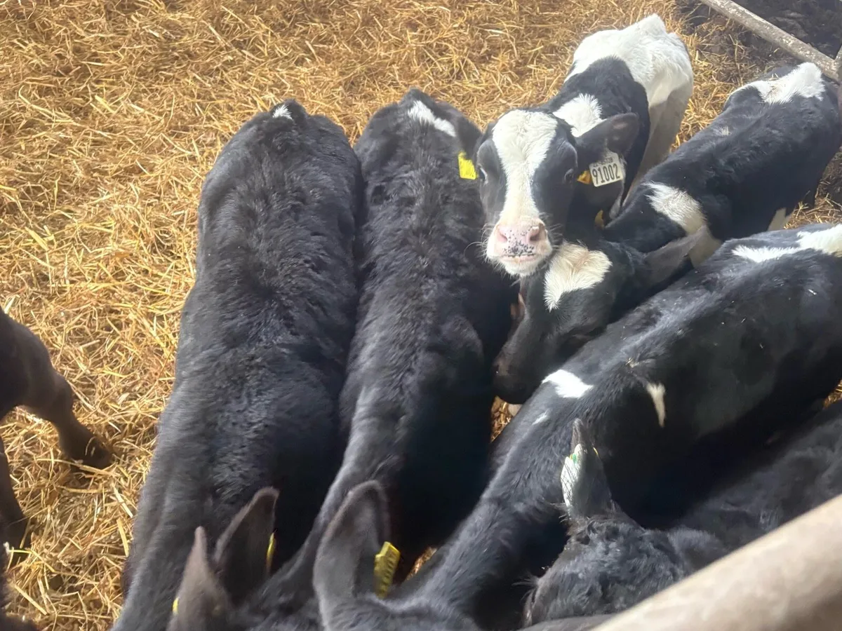 friesen bull calves
