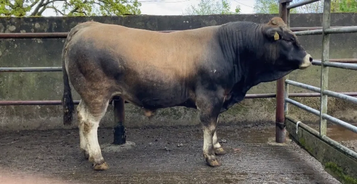 Aubrac Bull - Image 1