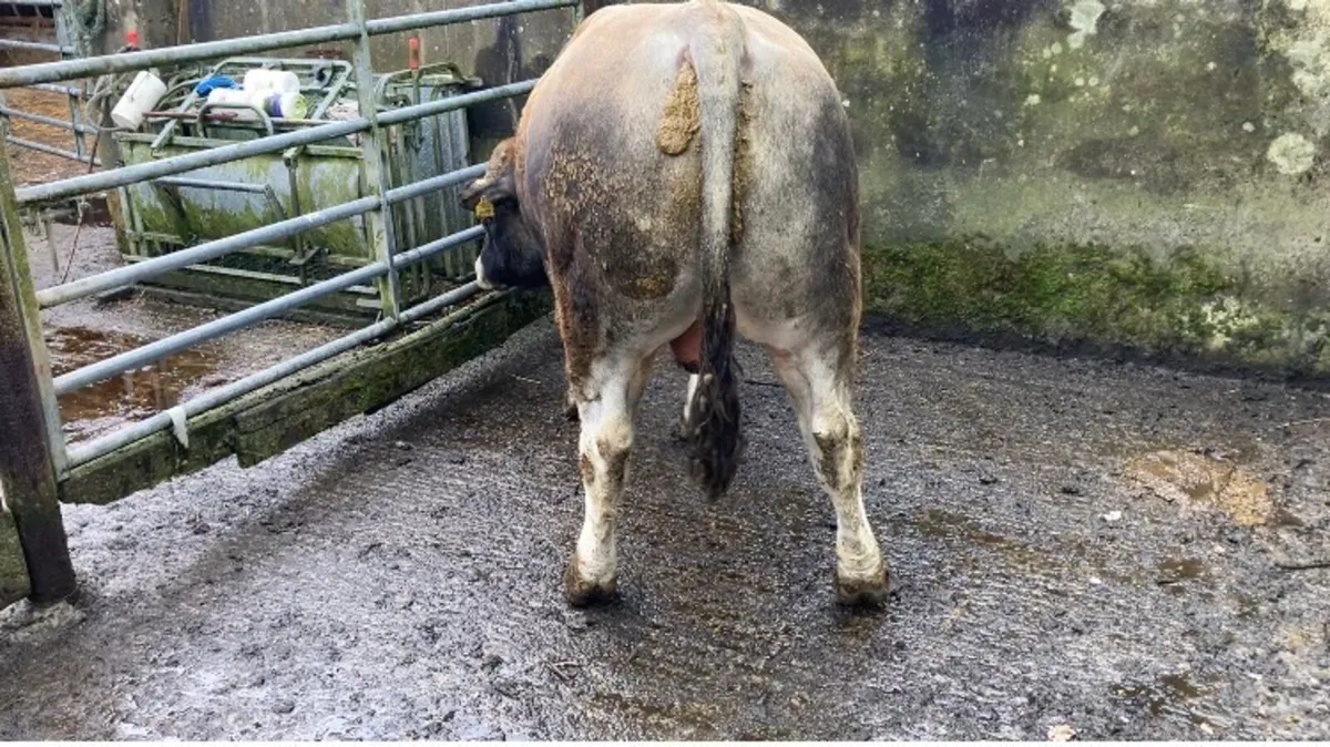 Aubrac Bull - Image 4
