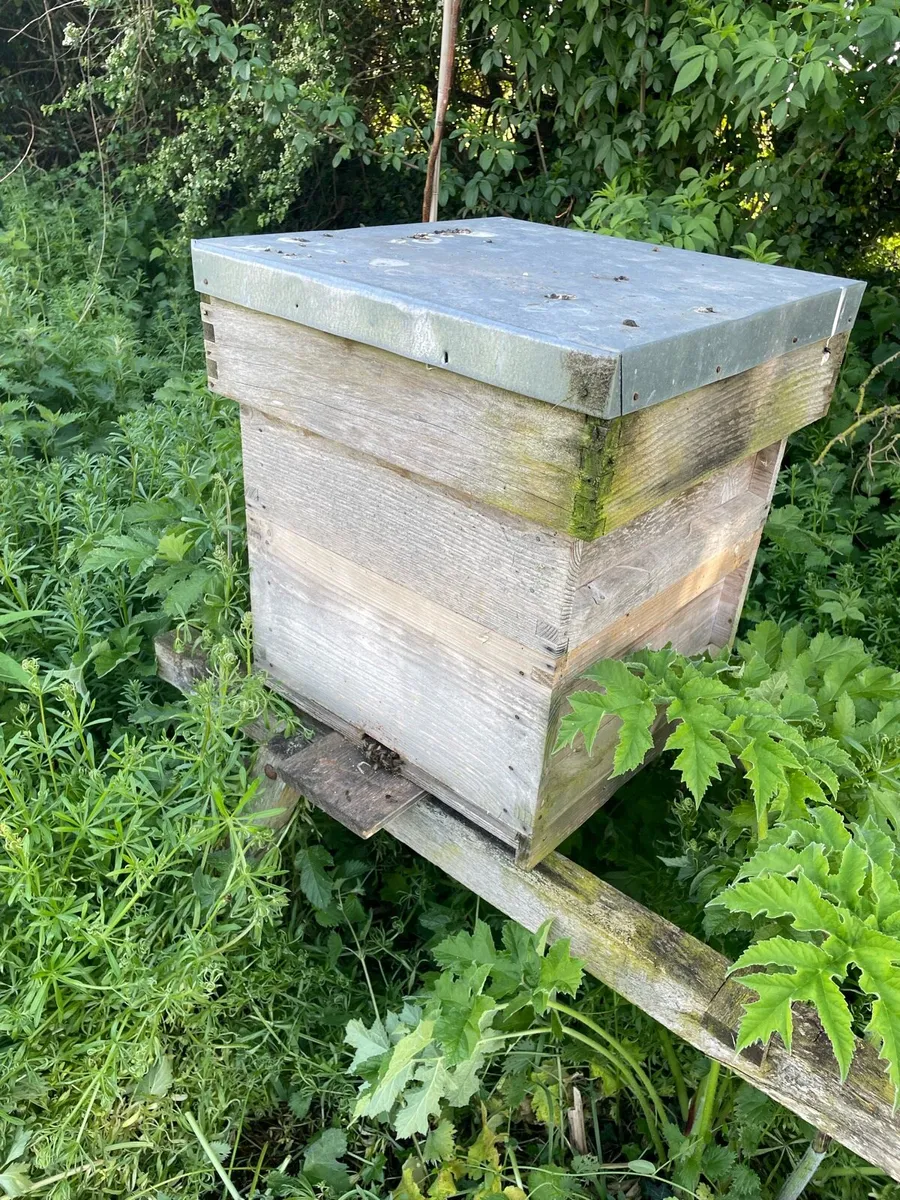 Bee keeping - Image 4