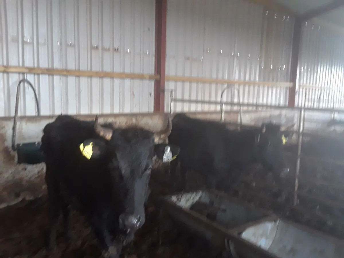 Cows - Image 2