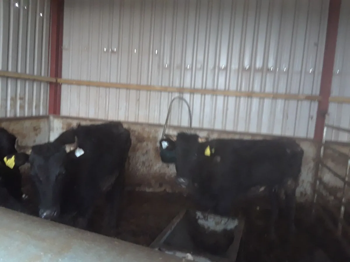 Cows - Image 3