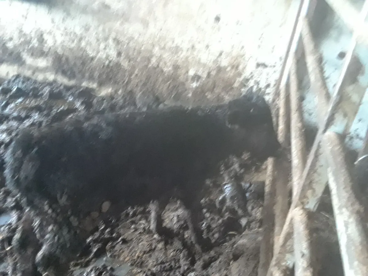 Cows - Image 4