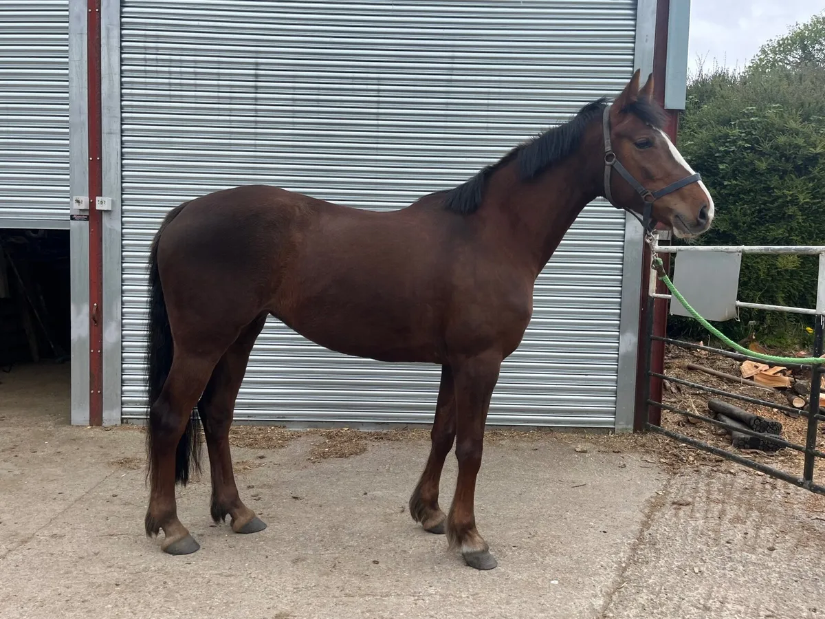Keylogues Jesse J 4yo - goresbridge lot no.414 - Image 1