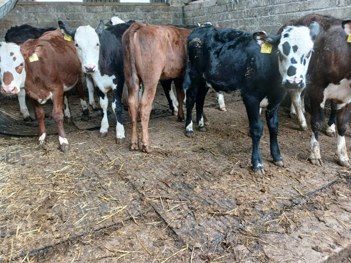 10 weaned mixed breeds - Image 2