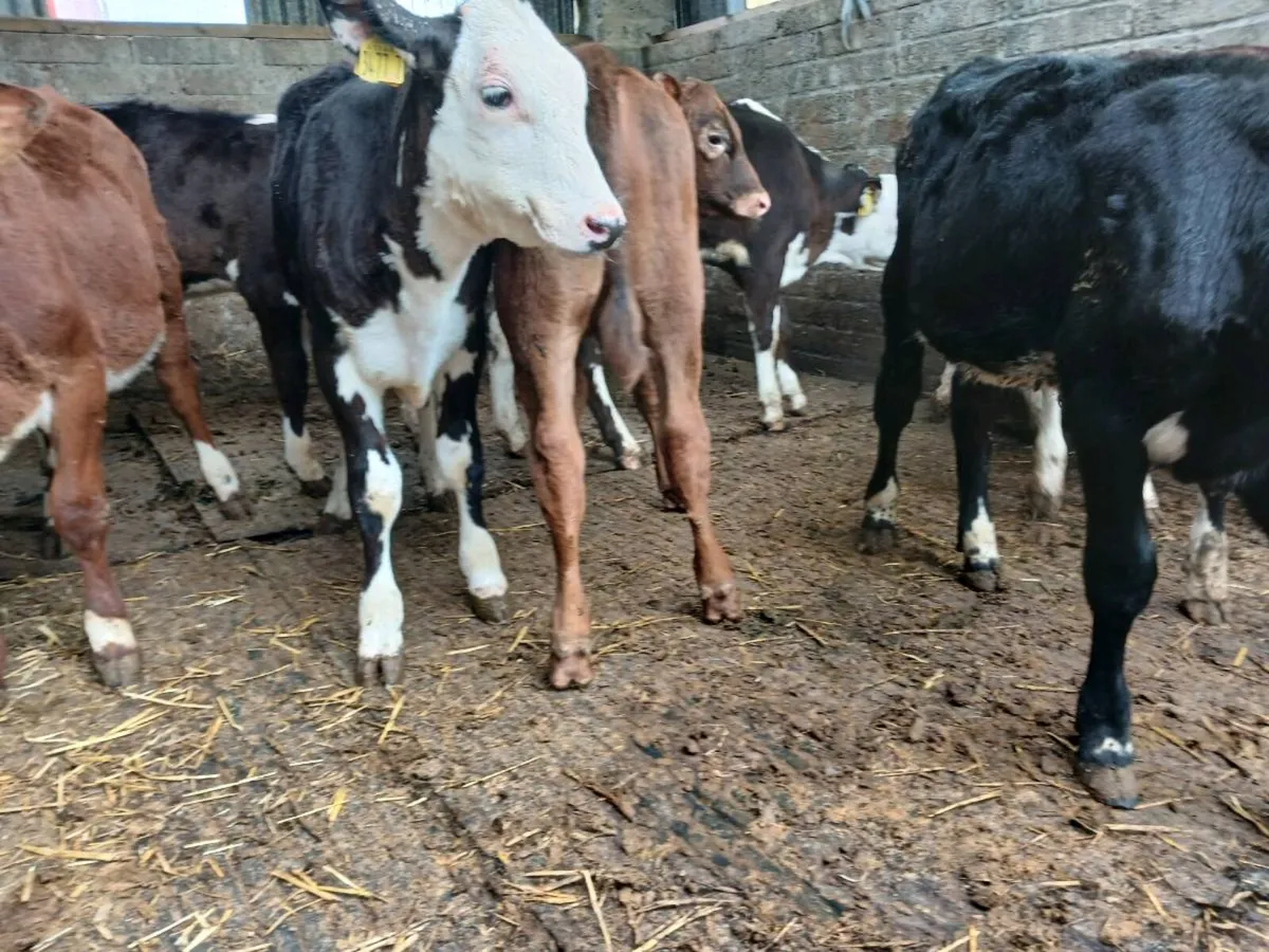 10 weaned mixed breeds - Image 3