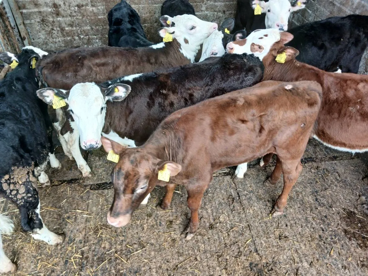 10 weaned mixed breeds - Image 4