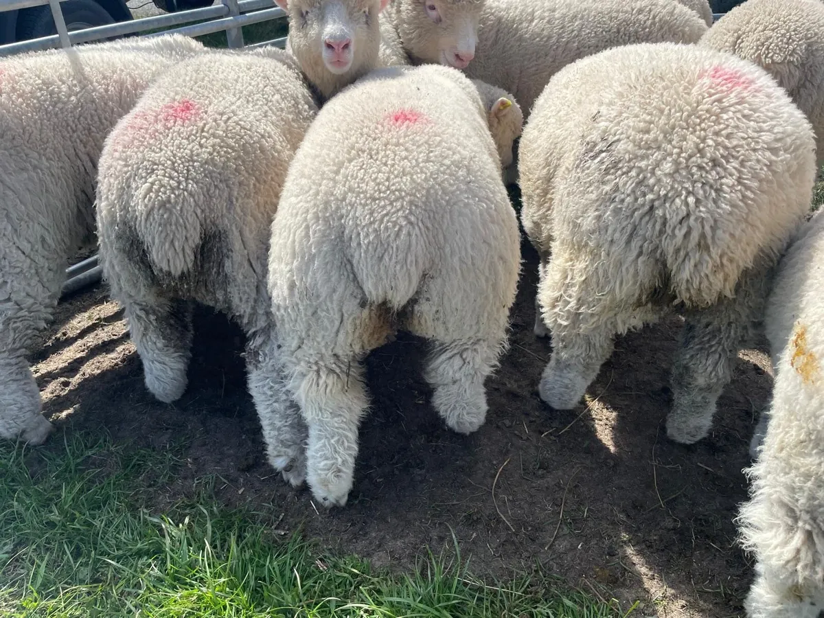 Dorset ewe lambs - Image 2