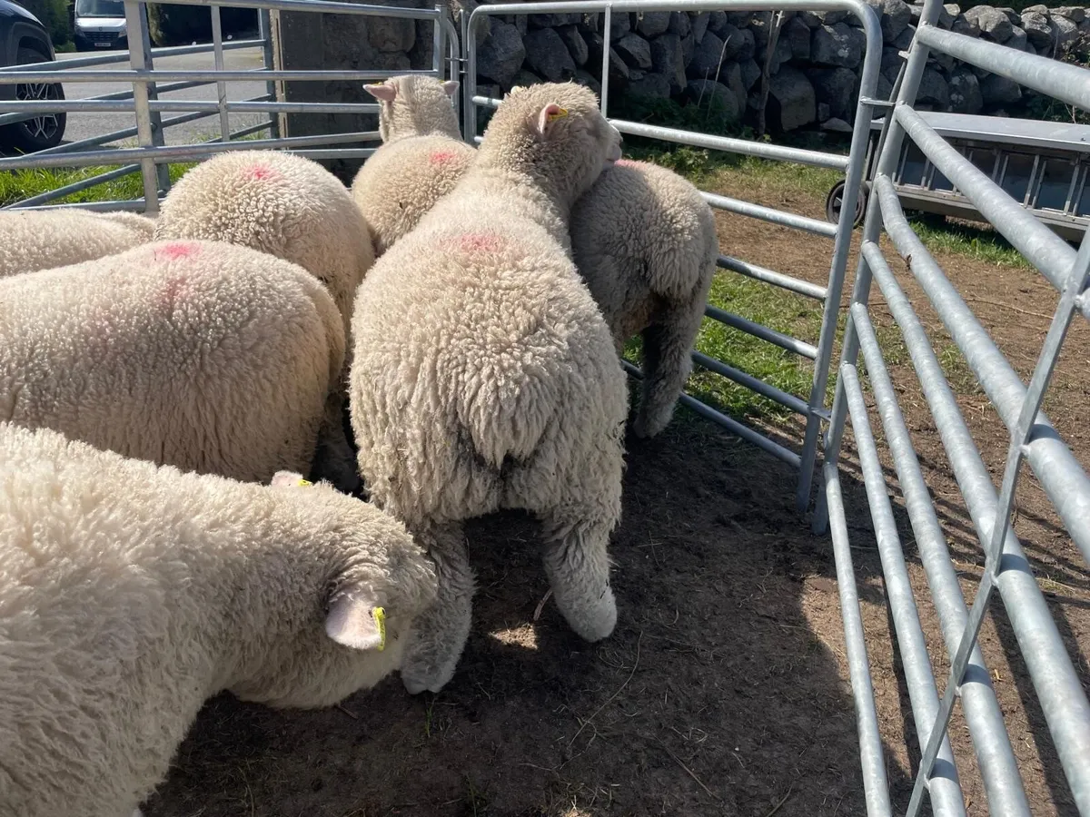 Dorset ewe lambs - Image 4