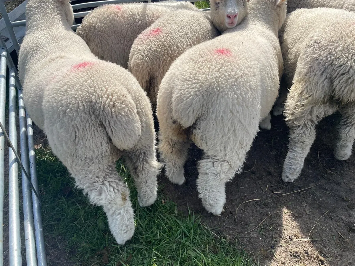 Dorset ewe lambs - Image 3