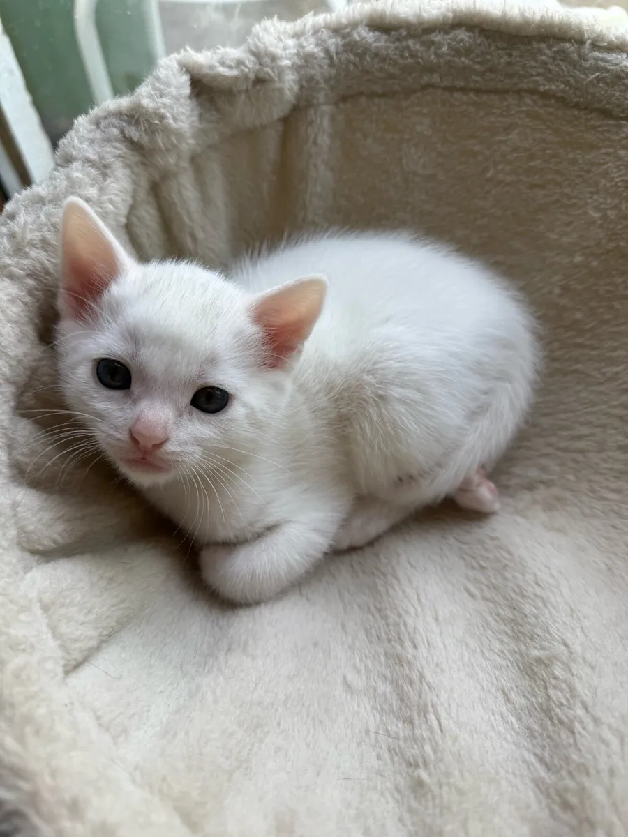 Kitten - Image 2