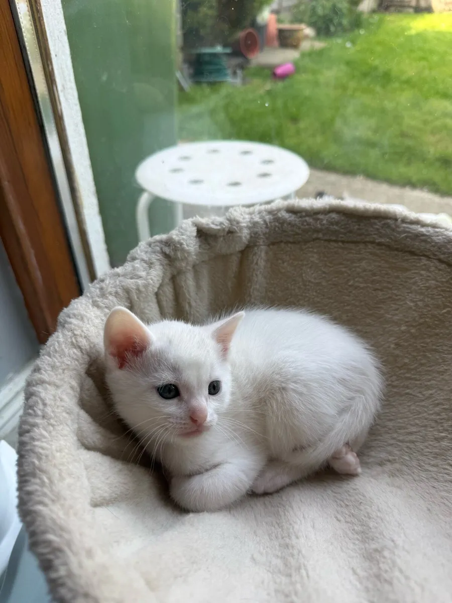 Kitten - Image 3