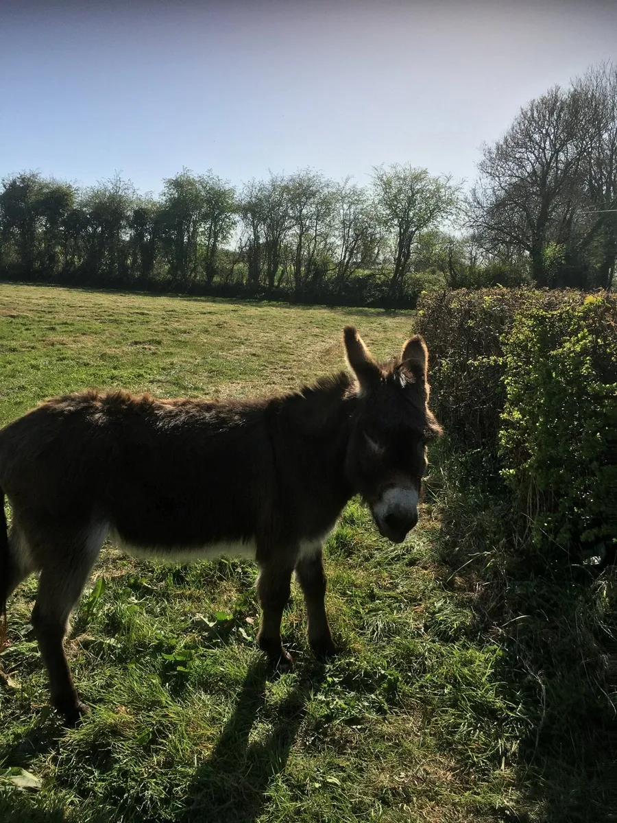Donkey - Image 1
