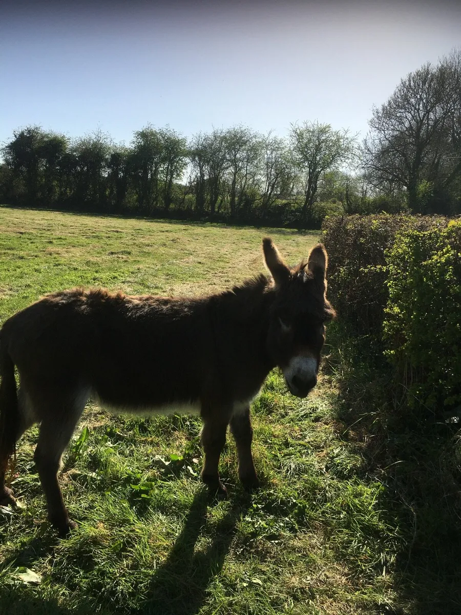 Donkey - Image 2