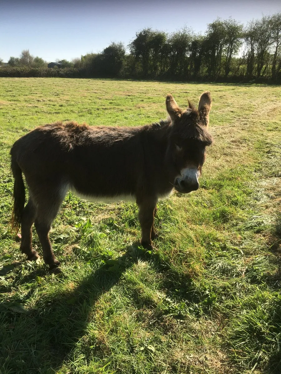 Donkey - Image 3