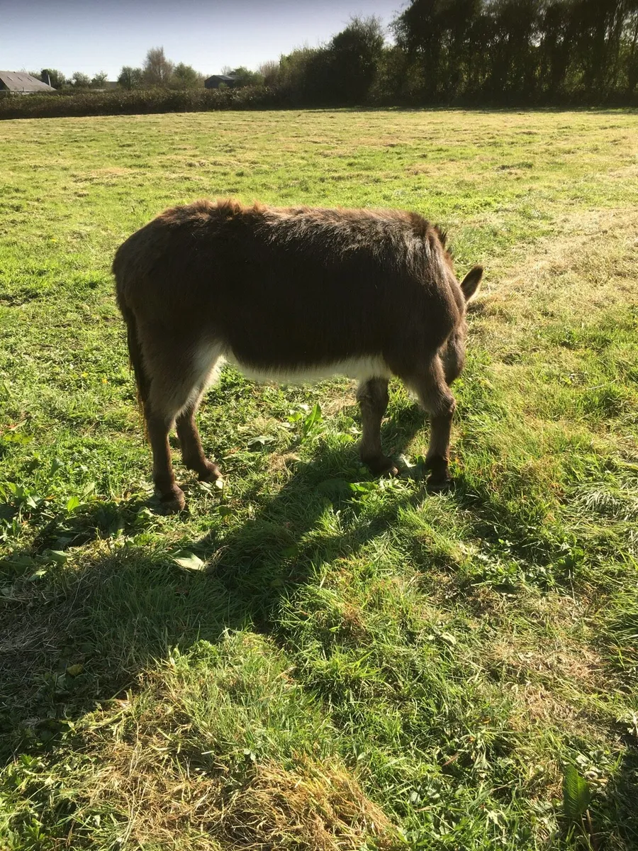 Donkey - Image 4