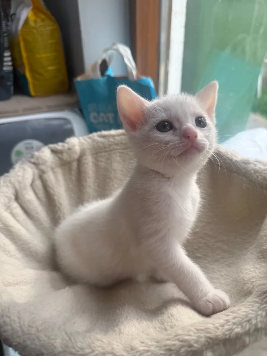 Kitten - Image 4