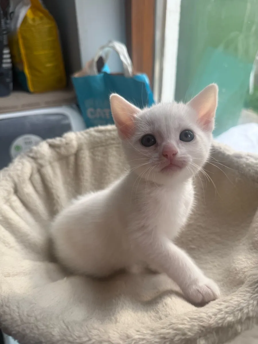 Kitten - Image 1
