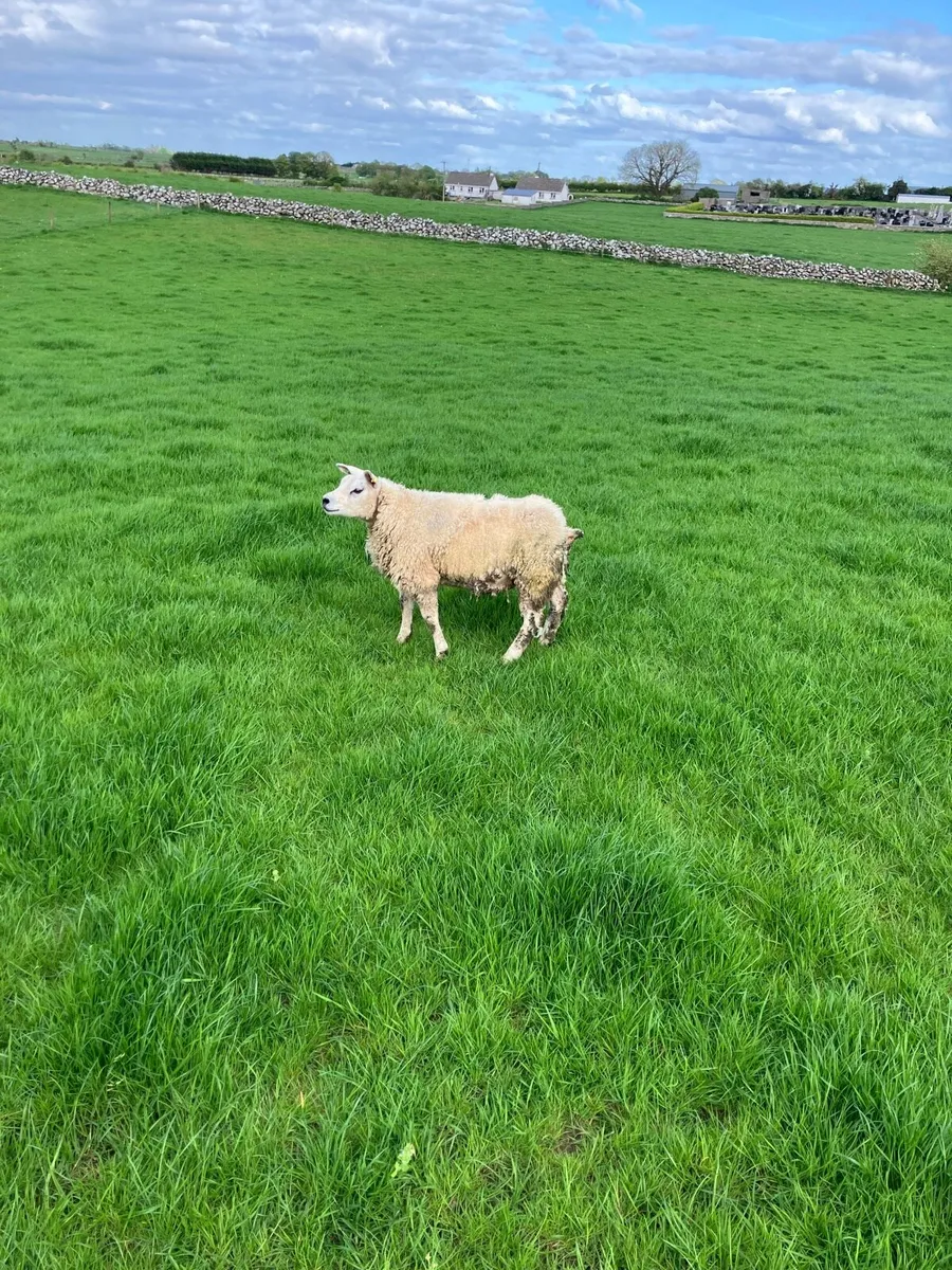 PBR Texel ewe hogget - Image 2