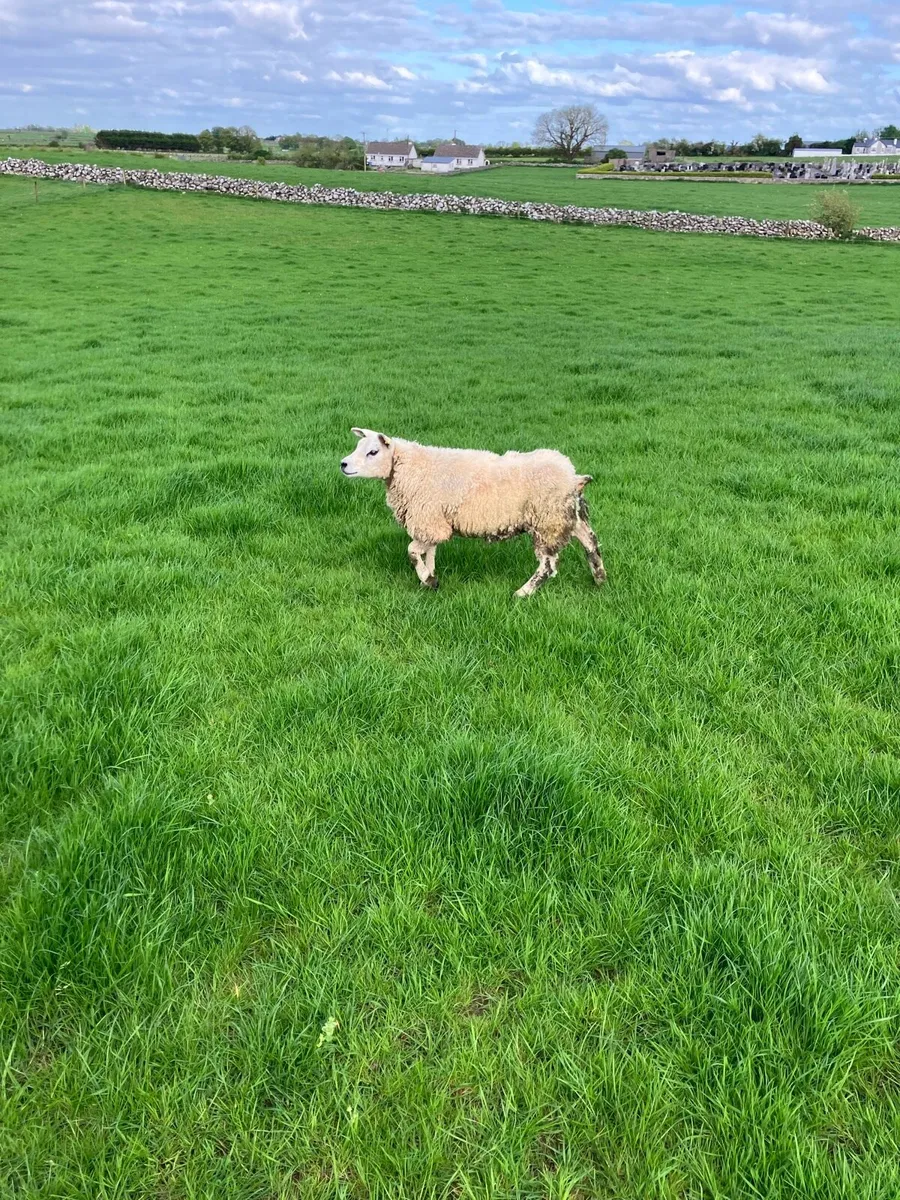 PBR Texel ewe hogget - Image 3