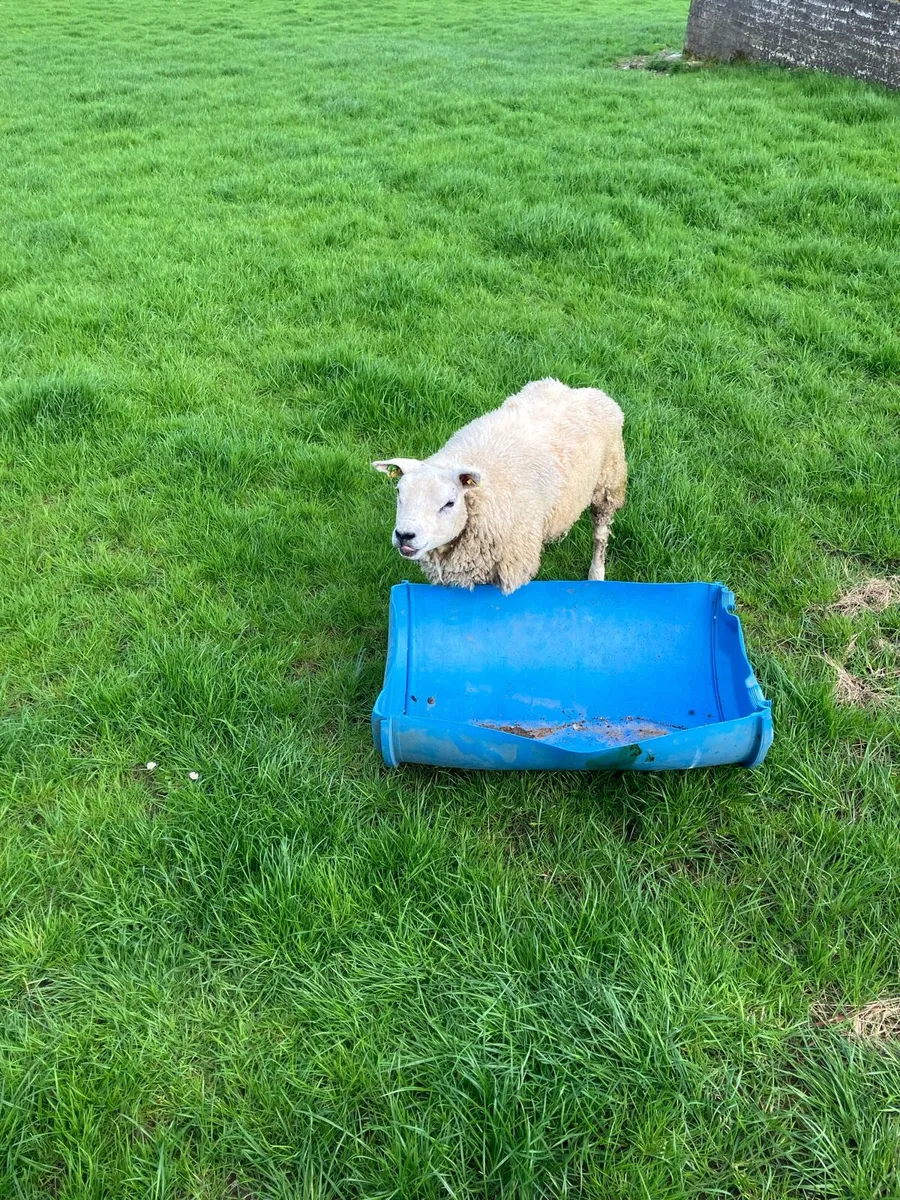 PBR Texel ewe hogget - Image 4