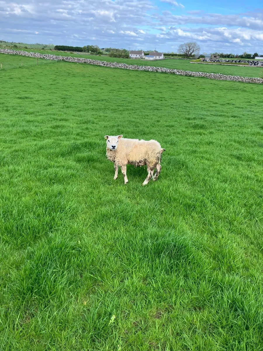 PBR Texel ewe hogget - Image 1