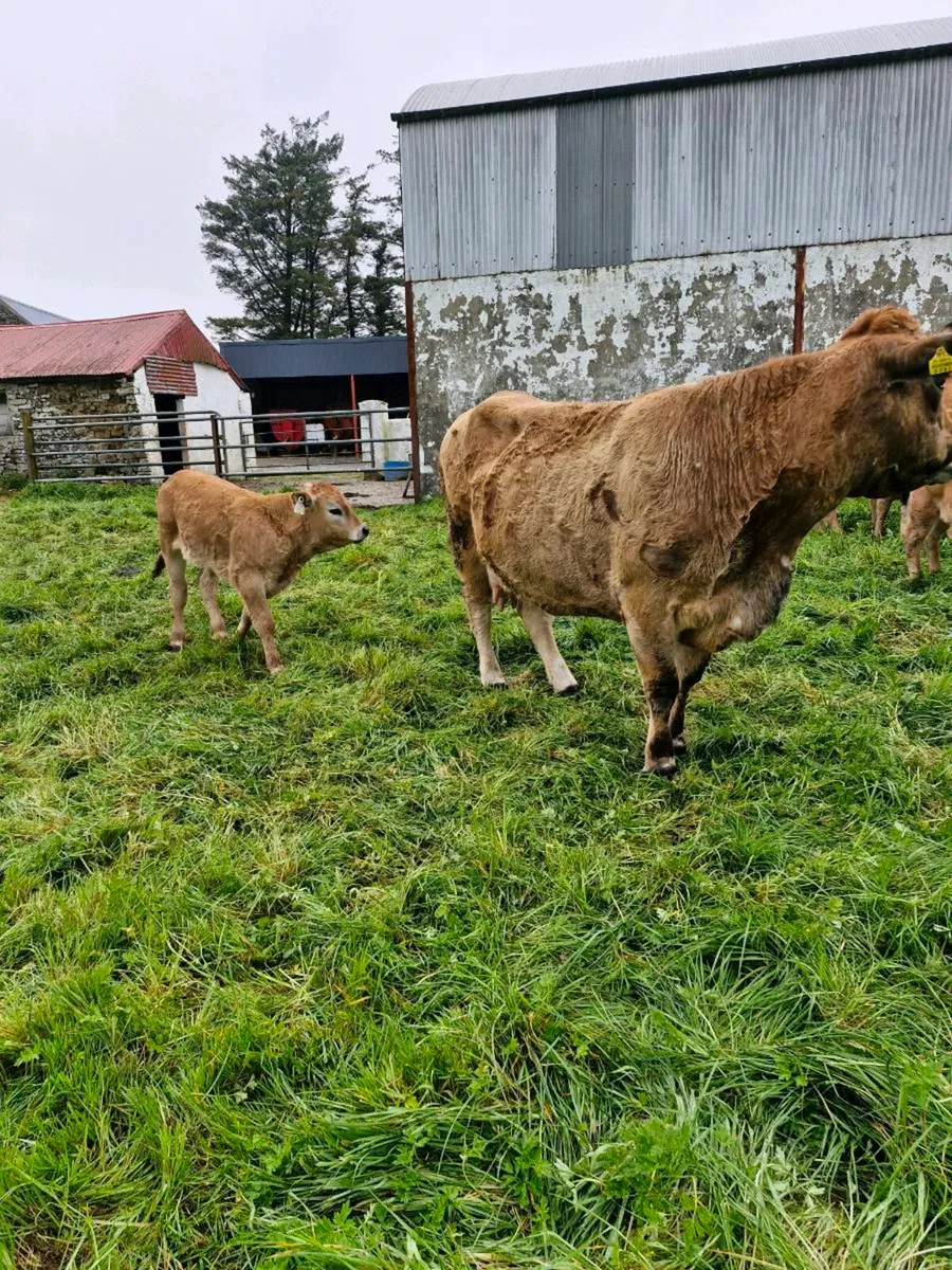 AUBRAC X 3 COWS PBR WITH 3 BULL CALFS AT FOOT - Image 2