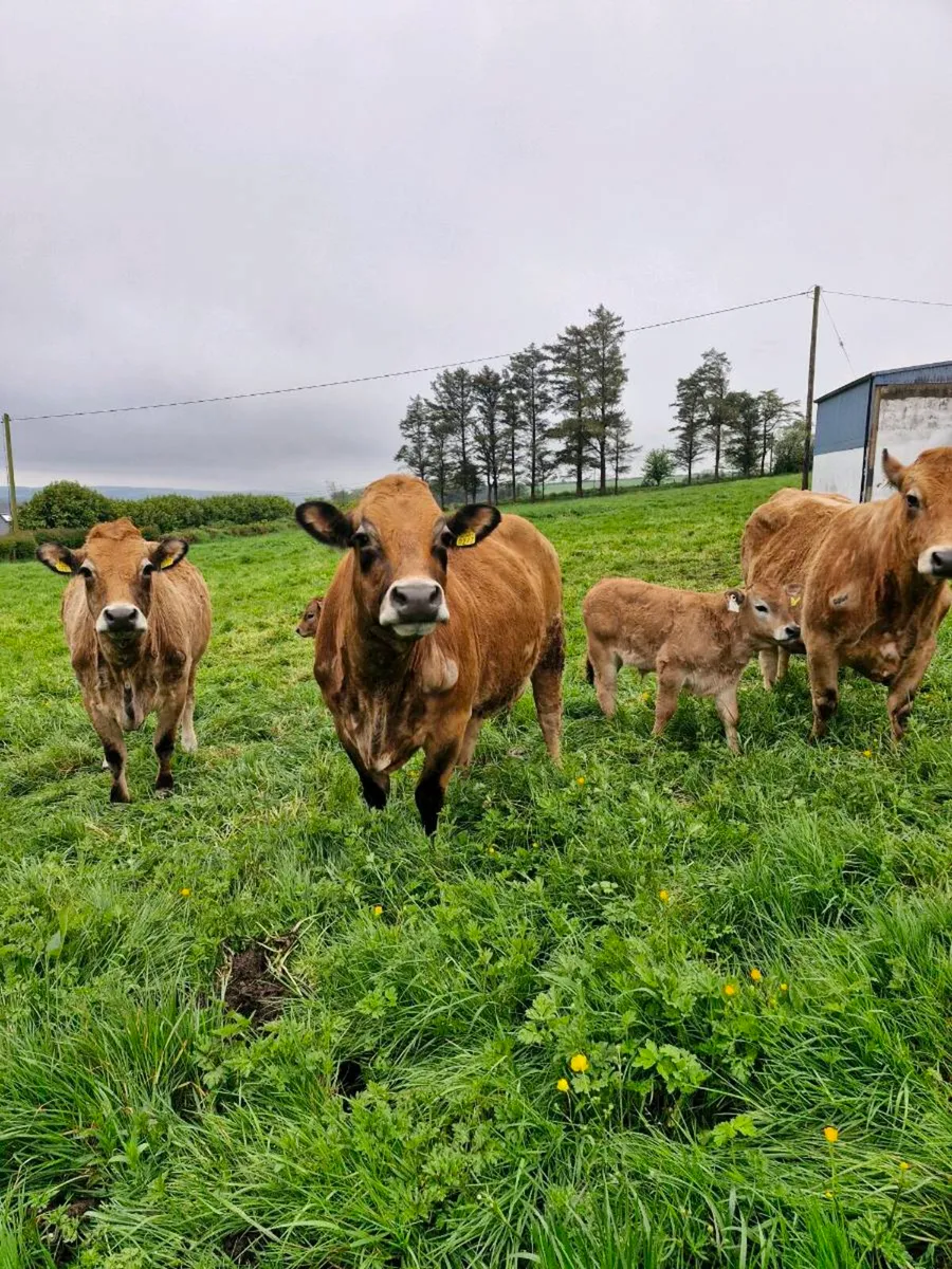 AUBRAC X 3 COWS PBR WITH 3 BULL CALFS AT FOOT - Image 1