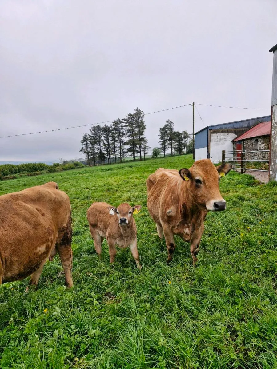 AUBRAC X 3 COWS PBR WITH 3 BULL CALFS AT FOOT - Image 3