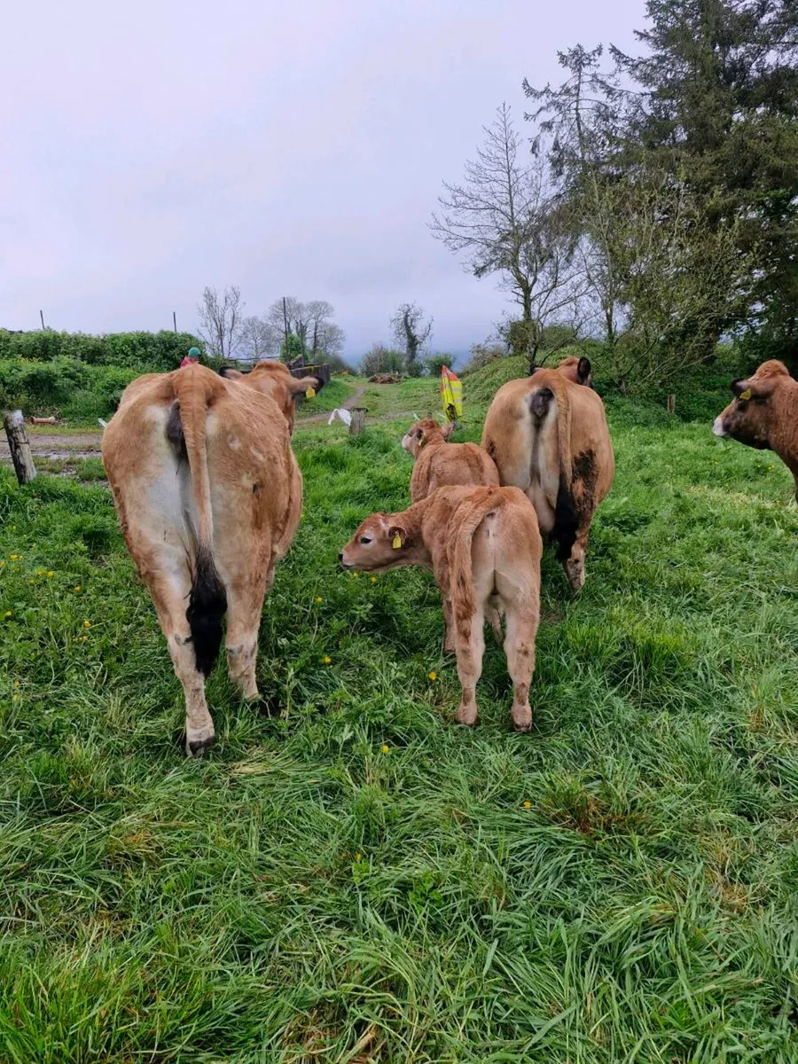 AUBRAC X 3 COWS PBR WITH 3 BULL CALFS AT FOOT - Image 4