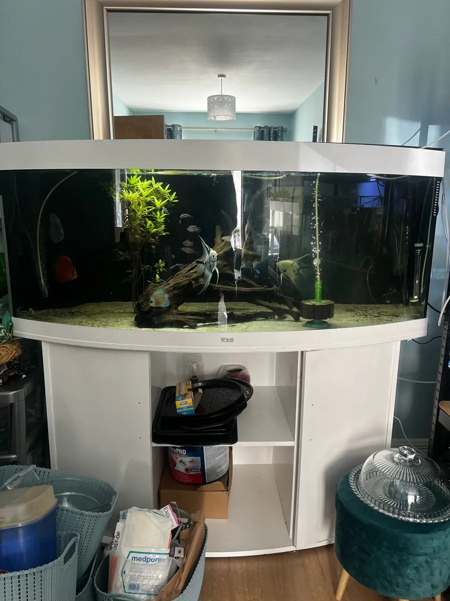 Aquariums & Freshwater Fish - Image 1